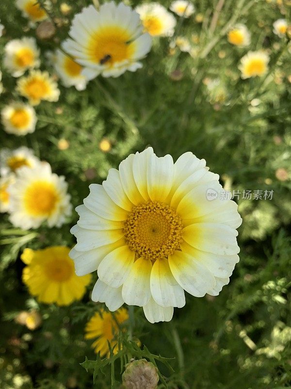 这是一幅一年生菊花盛开在花园边缘的图片，背景是绿色的茎、叶、芽和白色和黄色的花瓣