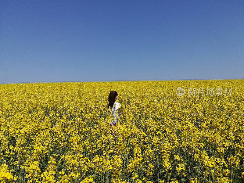 姑娘在黄花无边的田野里