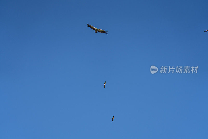 三只兀鹫在晴朗的蓝天上飞翔