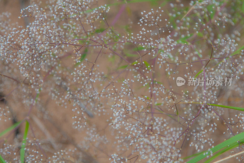 密歇根州-睡觉熊沙丘国家湖岸