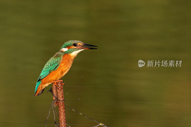 夕阳下的翠鸟