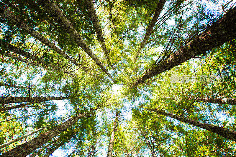 抬头看加拿大温哥华岛的绿色森林树木景观