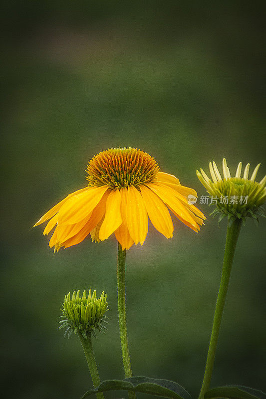 金色的松果菊(紫锥菊)