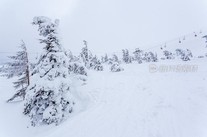 雪后冰雪覆盖的冷杉林和冬日灰蒙蒙的天空。喀尔巴阡山脉,乌克兰。