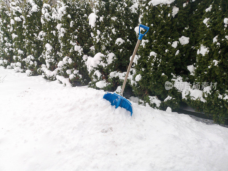 铲进一堆蓝色的雪堆。雪铲。雪地里的特写镜头。除雪的概念，雪的漂移，大量降水的损失。