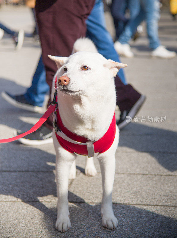 日本日本柴犬