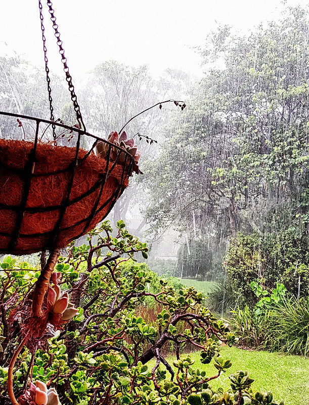 大雨倾泻在美丽的花园