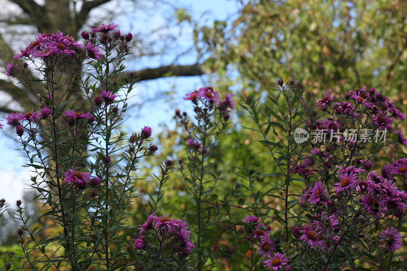 米迦勒节雏菊