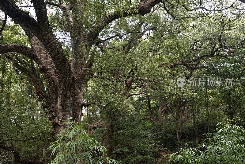 婺源村的古樟树