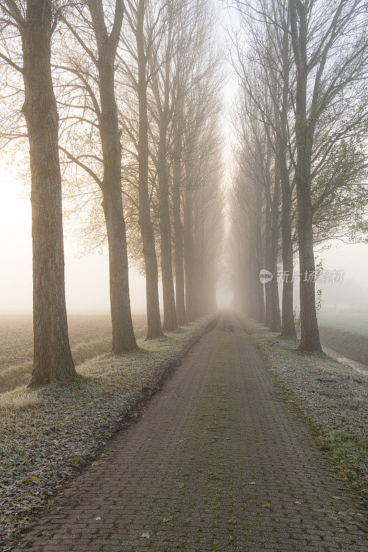 在一个有雾的秋天开始的IJsseldelta景观的雾蒙蒙的早晨景观