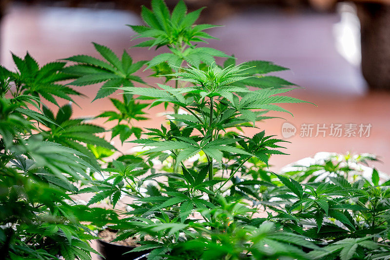 一个年轻的大麻或大麻植物的近距离生长在苗圃准备被种在田野里