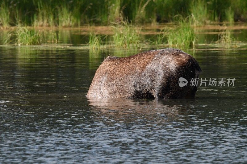 雌性麋鹿提要