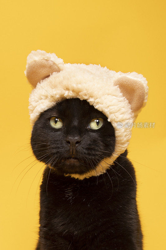 戴着熊帽的黑猫