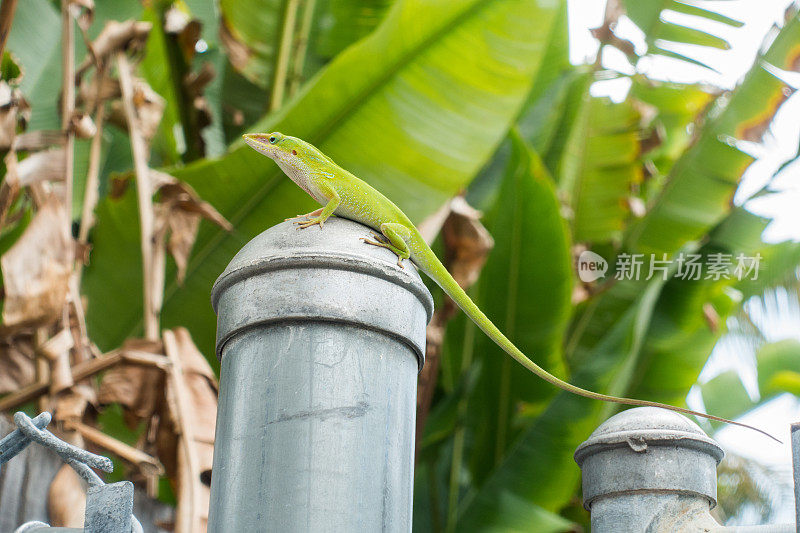 绿变色龙佛罗里达蜥蜴