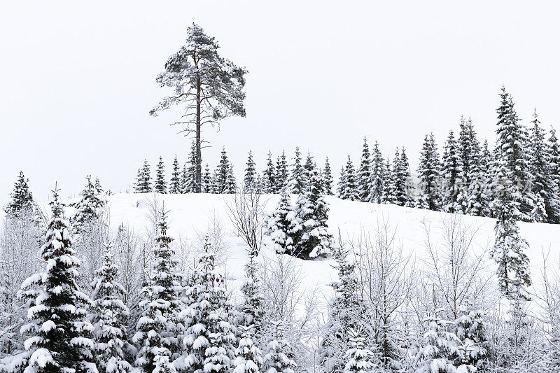 在一个阴天降雪的挪威Hafjell滑雪场，雪覆盖着滑雪场山坡上的树木