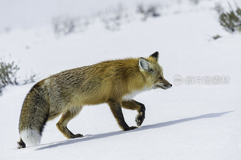 红狐、黄狼，在黄石国家公园的雪地里狩猎，WY