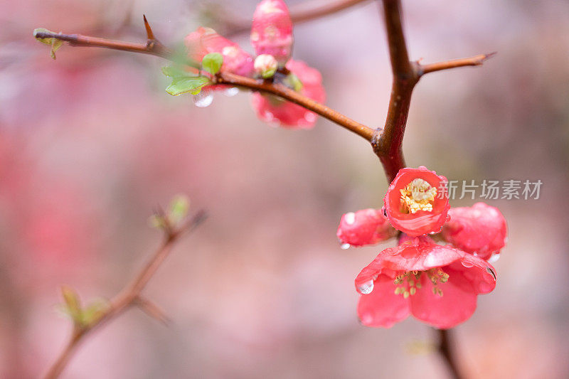 桃花盛开了