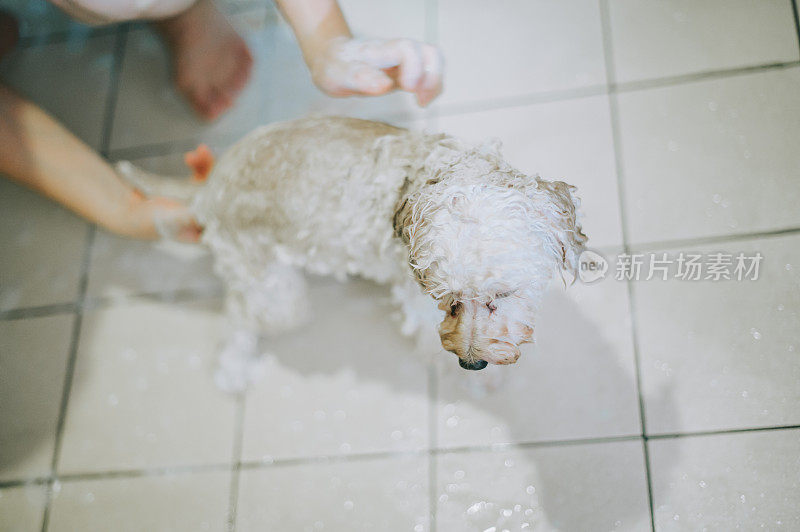 一位亚裔中国中年妇女在家里的卫生间里用水管和洗发水给她的宠物玩具狮子狗洗澡