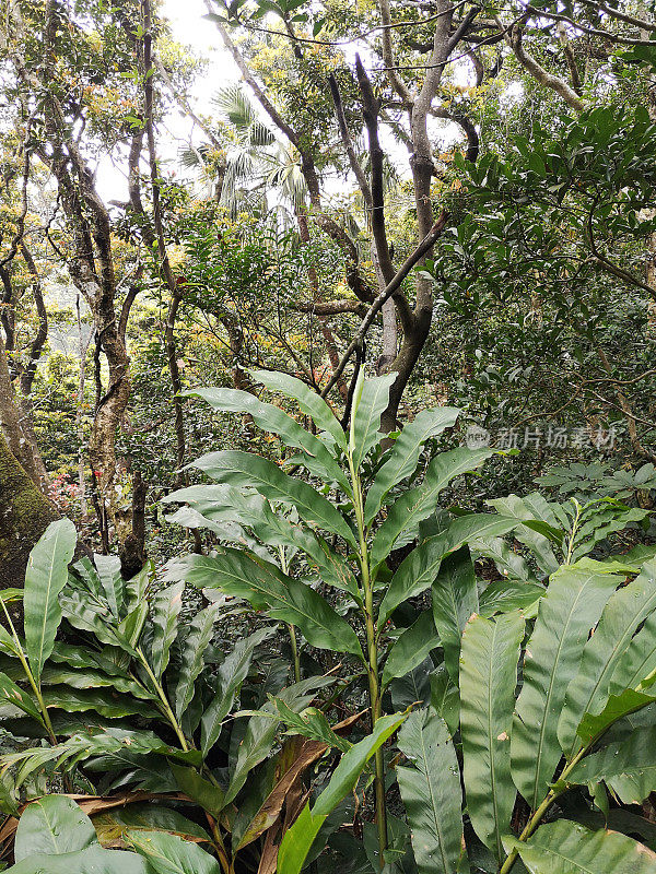 香港维多利亚山顶郁郁葱葱的森林