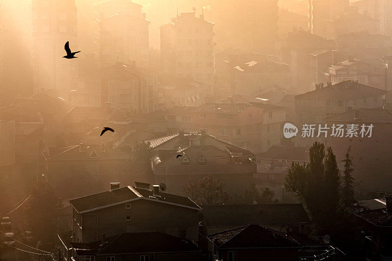 环境污染的雾霾概念和城市景观的飞鸟