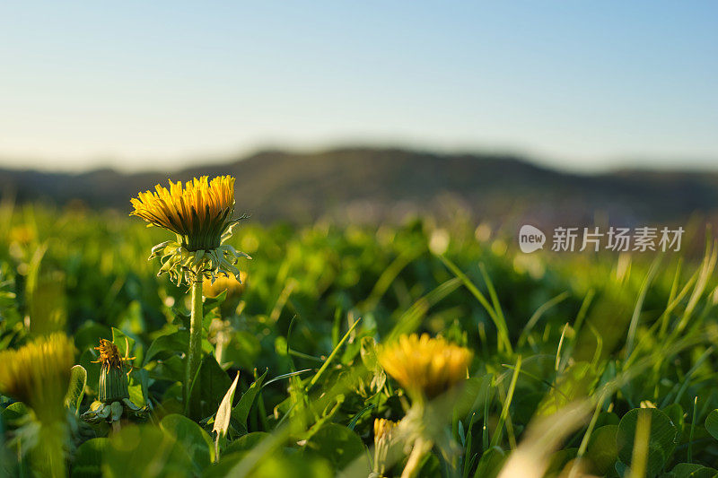 黄色的蒲公英花在夕阳下