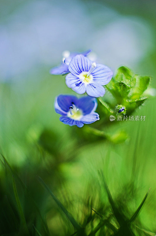 小小的春天蓝色的维罗妮卡花盛开在户外