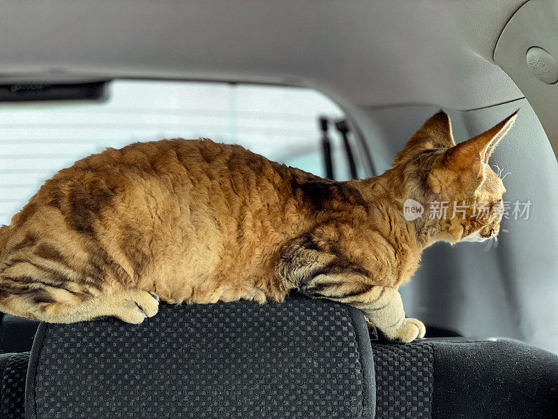 德文郡雷克斯小猫坐在汽车后座上，从窗户往外看