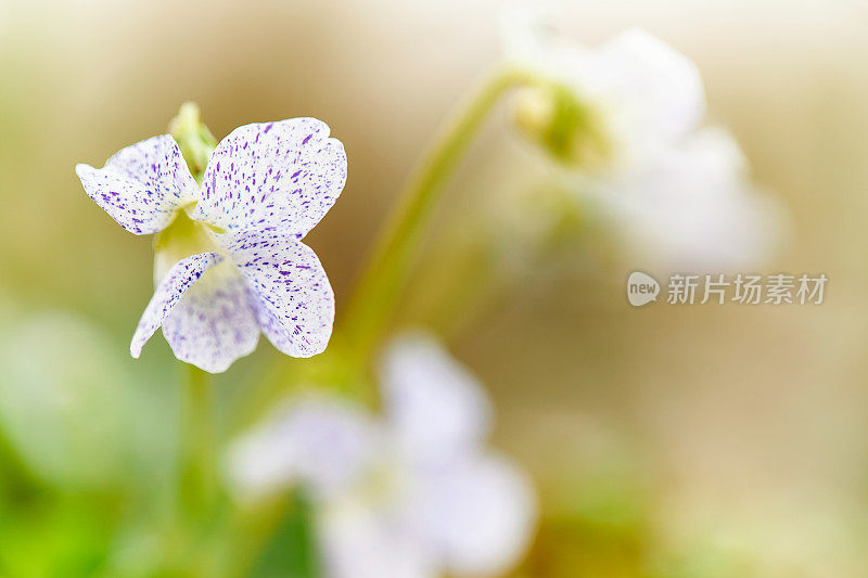 现代城市花园的各种照片，详细的花和花园家具的图片