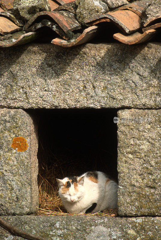 西班牙加利西亚，一只猫从石头窗户探出头来