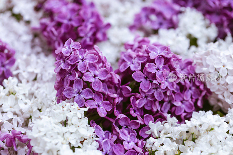 淡紫色花的背景。前视图。