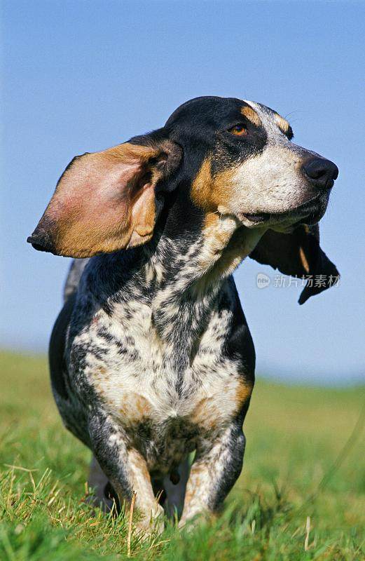 加斯科尼蓝短腿犬或加斯科尼蓝短腿犬，站在草地上的狗