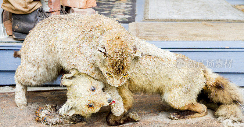 山猫攻击另一种动物——标本制作