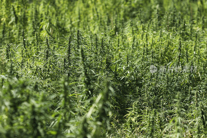 农业领域的工业大麻