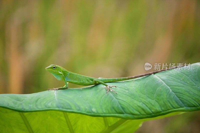 巴厘岛的一片大绿叶上充满活力的绿色变色龙