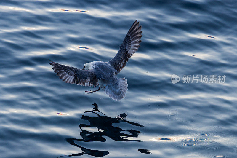 海鸟从渔船在广阔的海洋