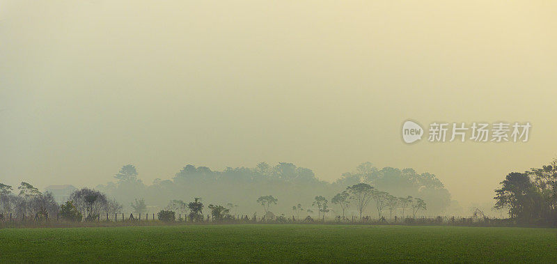 清晨有雾笼罩着农田