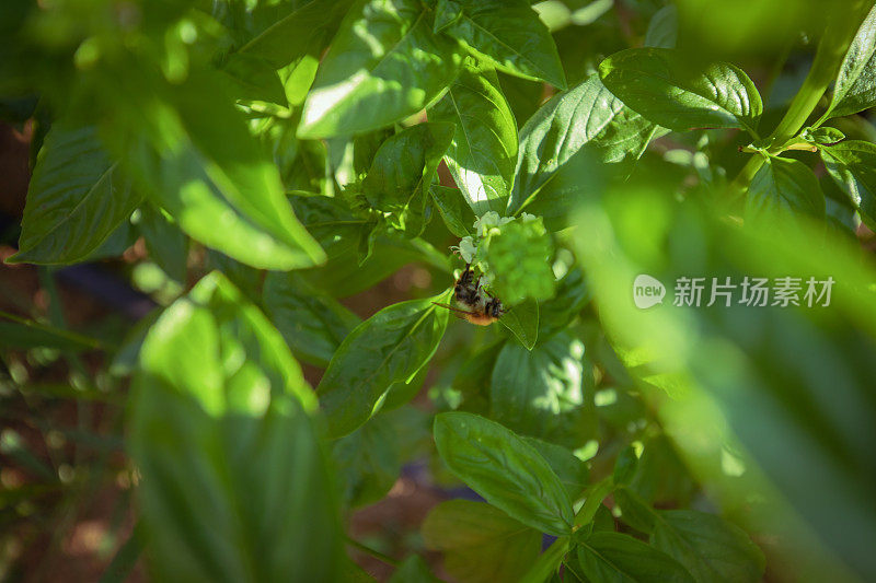 没有蜜蜂就没有生长