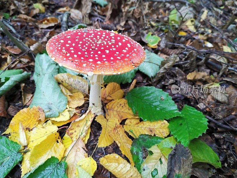 鲜艳的秋色装饰着生长在森林地面上的伞菌