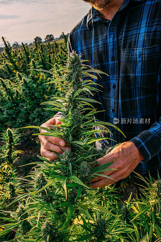 农民检查他的草药大麻植物在CBD油大麻大麻农场在科罗拉多州