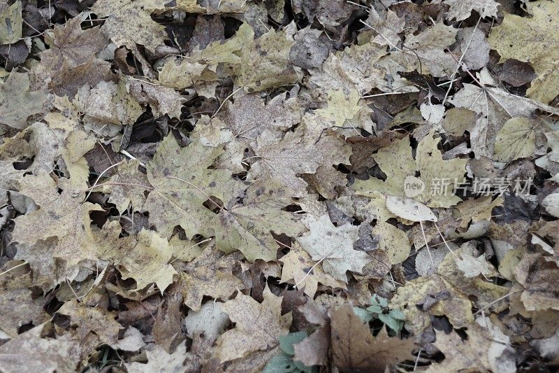 地上阴沉的叶子