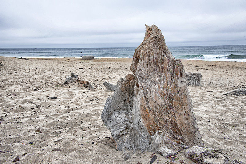 蒙特里加利福尼亚海滩浮木树桩阴天