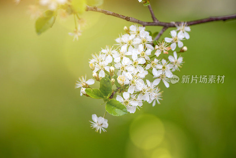 春天白色花朵