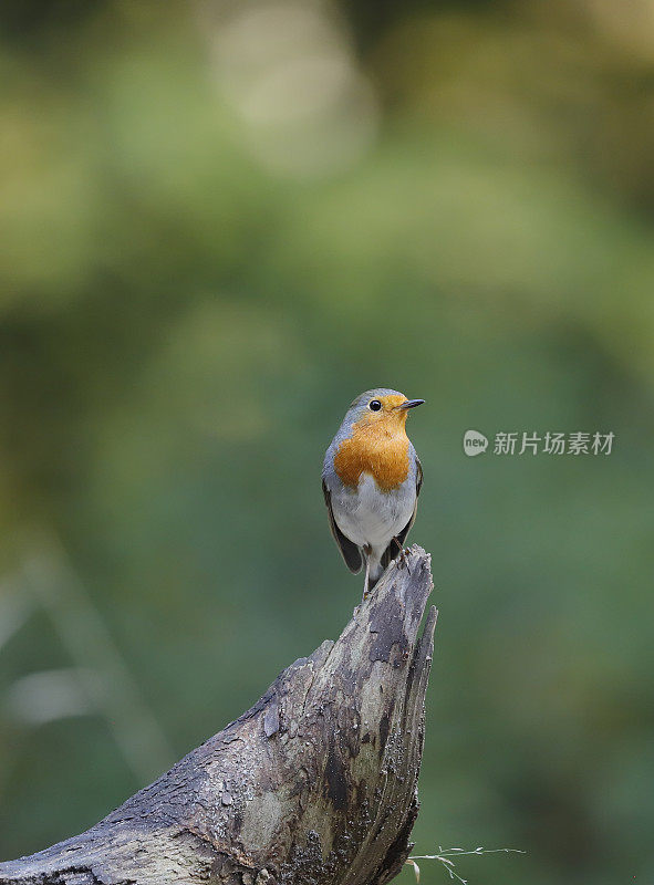 罗宾(红心rubecula)