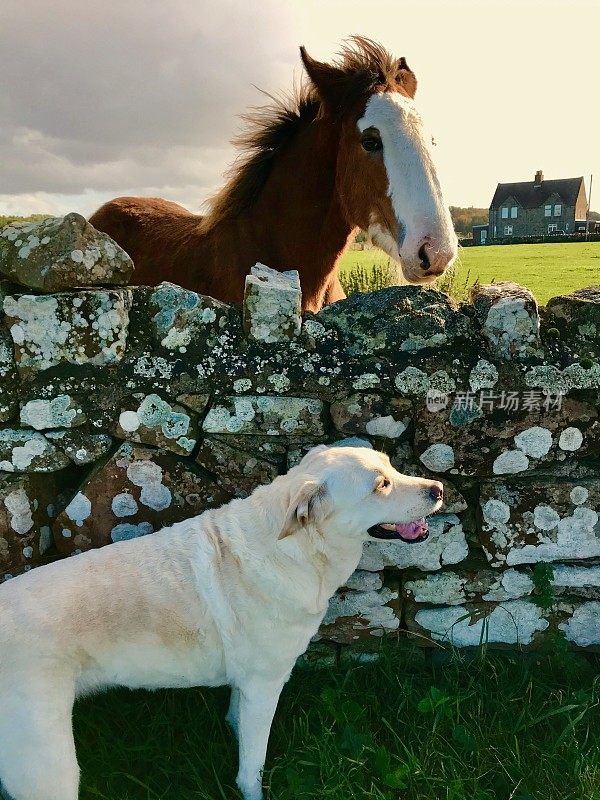 拉布拉多寻回犬和克莱兹代尔犬