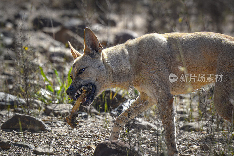 青少年野狗(犬狼疮野狗)