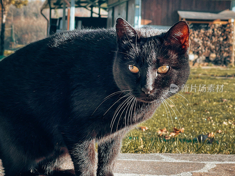 黑猫在户外