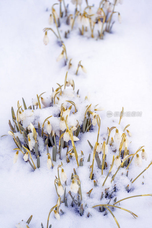 白雪覆盖的后花园