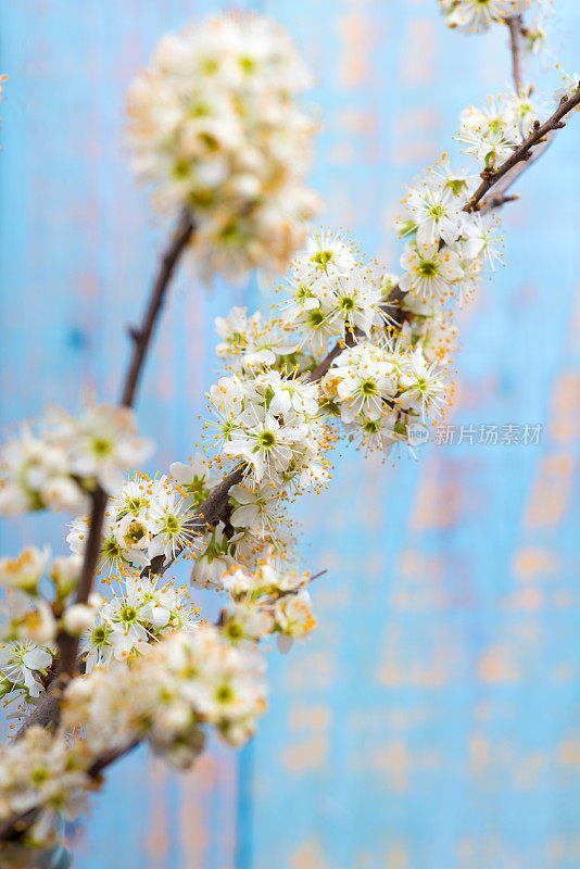 春天的花朵-黑刺李树在桌子上的玻璃