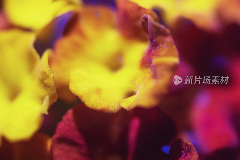 卡马拉Lantana