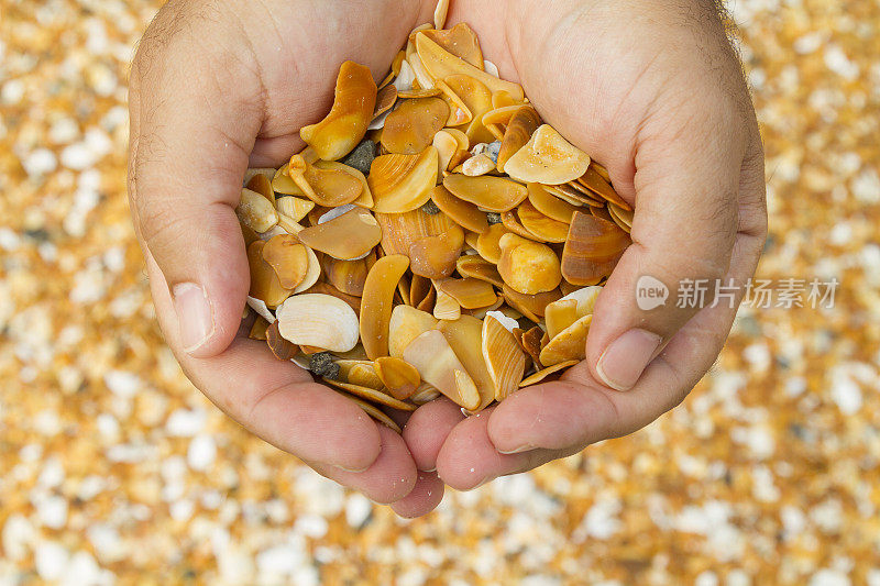 在海滩上捧着贝壳的男性手的特写。夏天的背景。